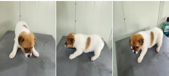 부산동물보호센터_426332202300181